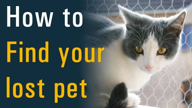 Be your own pet detective: How to find your lost pet